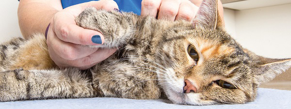 Tùy theo nguyên nhân cơ bản mà có cách điều trị mèo bị liệt khác nhau