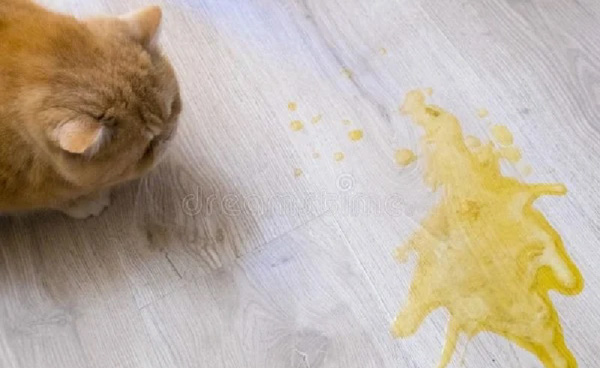 Mèo nôn ra mật vàng là dấu hiệu cảnh báo điều gì?