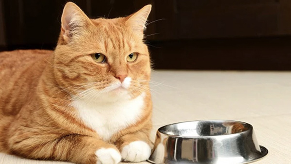 Mèo nhịn đói trong nhiều ngày gây ảnh hưởng lớn đến dạ dày