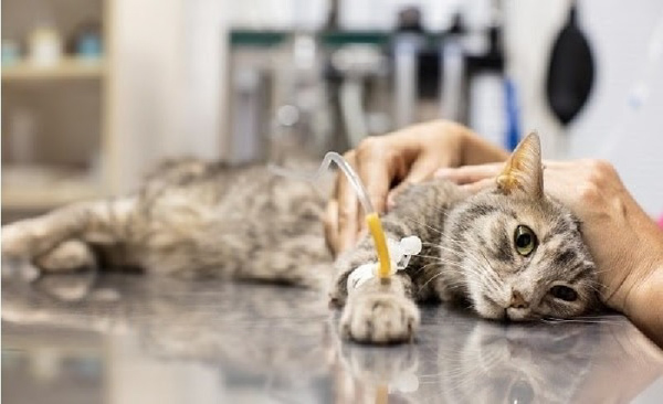 Mèo có triệu chứng giảm bạch cầu cần nhanh chóng được đưa đến cơ sở thú y