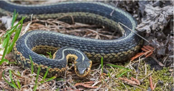 Rắn Garter - Loài rắn phổ biến và hiền lành nhất Bắc Mỹ