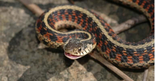 Rắn Garter - Loài rắn phổ biến và hiền lành nhất Bắc Mỹ