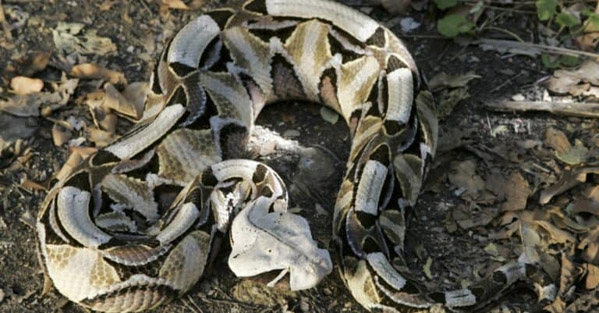 Rắn hổ lục Gaboon - Loài rắn có răng nanh dài nhất thế giới