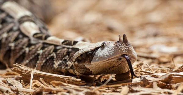 Rắn hổ lục Gaboon - Loài rắn có răng nanh dài nhất thế giới
