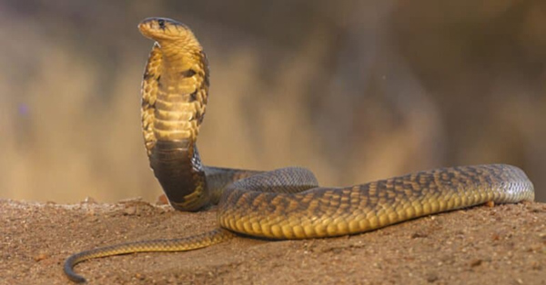 Rắn hổ mang Ai Cập - Loài rắn hổ mang lớn nhất ở châu Phi