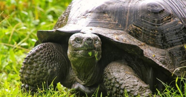 Rùa Galapagos - Loài rùa khổng lồ thuộc lớp bò sát
