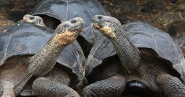 Rùa Galapagos - Loài rùa khổng lồ thuộc lớp bò sát
