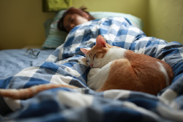Tại sao mèo thích ngủ với người? Có nên cho mèo ngủ cùng không?