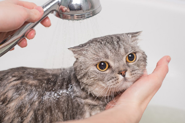 Vì sao loài vật ưa sạch sẽ như mèo lại không thích việc tắm rửa?