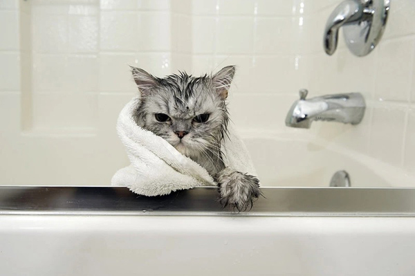Tắm cho mèo con từ khi còn nhỏ sẽ giúp chúng hình thành thói quen tắm rửa