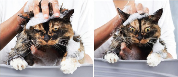 Bạn có đang tắm cho mèo cưng nhà mình đúng cách?