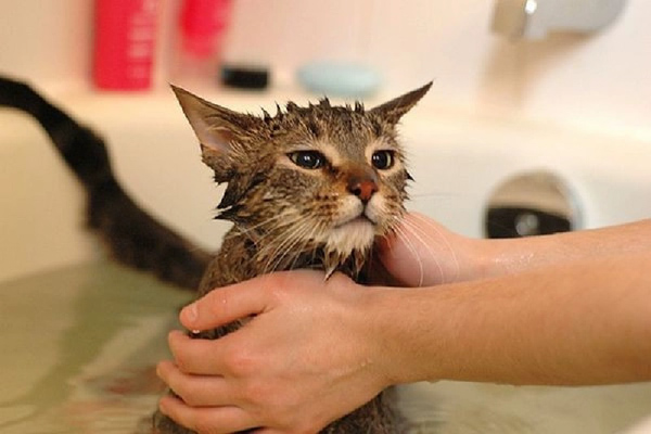 Hãy chắc chắn rằng mèo cưng của bạn cảm thấy dễ chịu khi được tắm