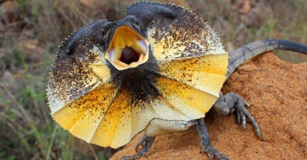Thằn lằn cổ bướm (Frilled lizard) - Đặc điểm ngoại hình, hành vi