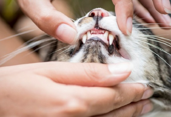Kiểm tra răng mèo để biết tuổi của chúng