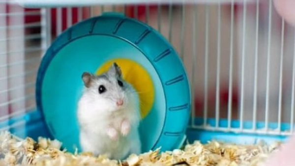Bạn có bao giờ thắc mắc vì sao trong chuồng của hamster lại có rất nhiều đồ chơi chưa?