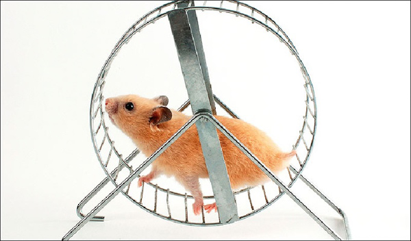 Việc chạy bộ trên bánh xe mang đến rất nhiều lợi ích cho sức khỏe của hamster
