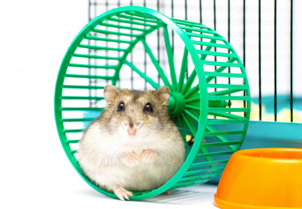Tiếng động khi hamster sử dụng bánh xe có thể ảnh hưởng đến giấc ngủ của bạn