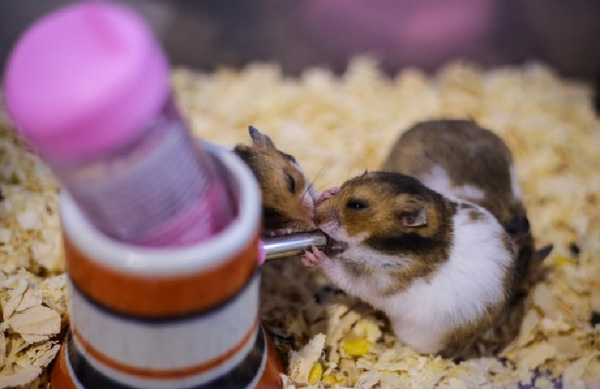Hamster cái mang thai sẽ ăn và uống nước nhiều hơn bình thường