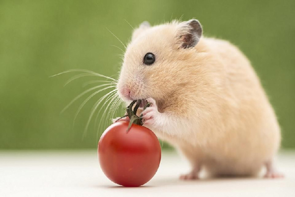 Cần tăng cường dinh dưỡng trong thực đơn của hamster cái đang mang thai