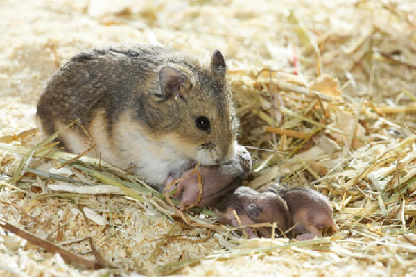 Hamster cái đủ 3 tháng tuổi sẽ sẵn sàng cho việc giao phối, mang thai và làm mẹ