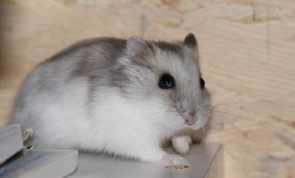 Hamster Winter White có hình dáng và kích thước gần giống với hamster Campell