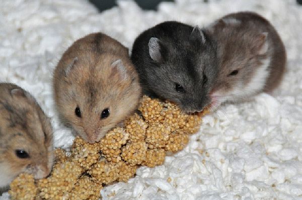 Cần lưu ý một số điều khi nuôi nhiều chuột hamster Campell cùng nhau