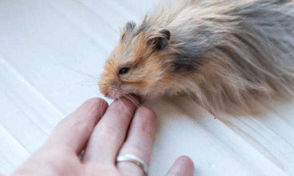 Chuột hamster có thể cắn người vì một số nguyên nhân đặc biệt
