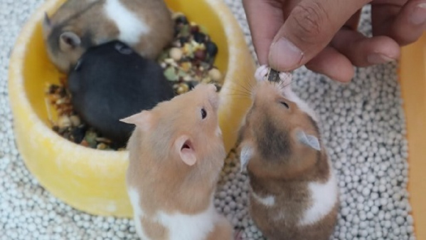 Chuột hamster không giỏi nhận diện được vật thể nào là đồ ăn của chúng
