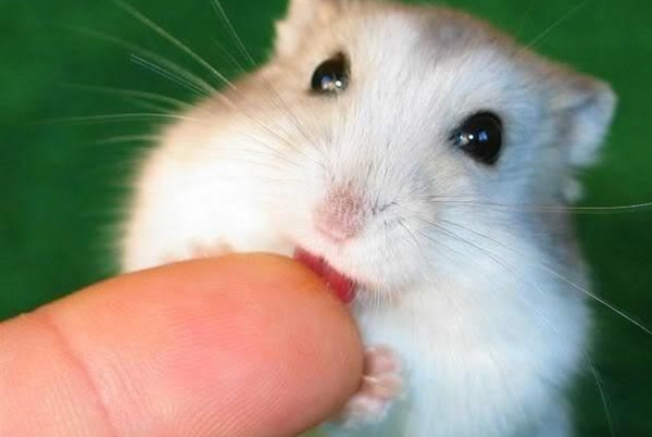 Virus gây bệnh có trong nước bọt của hamster có thể ảnh hưởng đến sức khỏe của bạn
