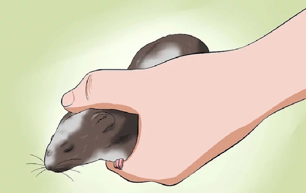 Giữ chuột trên tay thật nhẹ nhàng và chắc chắn sẽ khiến chúng an tâm
