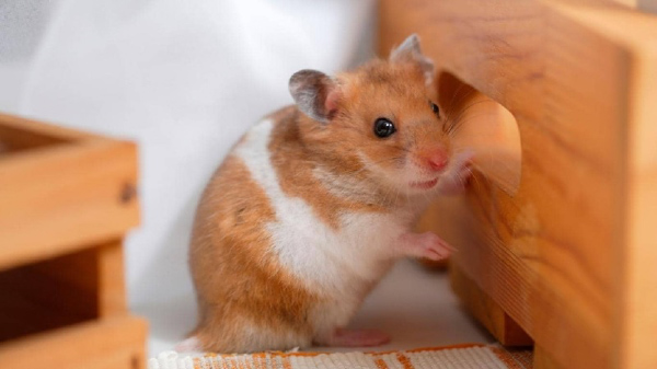 Rụng lông ở hamster là tình trạng phổ biến được gây ra bởi nhiều nguyên nhân khác nhau