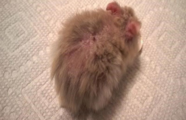 Hamster bị rụng lông ở cổ có thể là biểu hiện của nhiễm ký sinh trùng