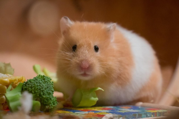 Mất cân bằng dinh dưỡng cũng có thể khiển hamster bị rụng lông