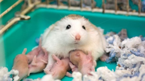 Hamster cái bị rụng lông sau khi sinh và trong quá trình cho con bú là hiện tượng bình thường