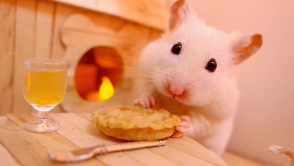 Bổ sung dưỡng chất trong thức ăn giúp hamster tăng cường miễn dịch