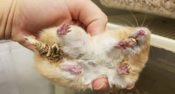 Nguyên nhân khiến hamster bị tiêu chảy và cách điều trị
