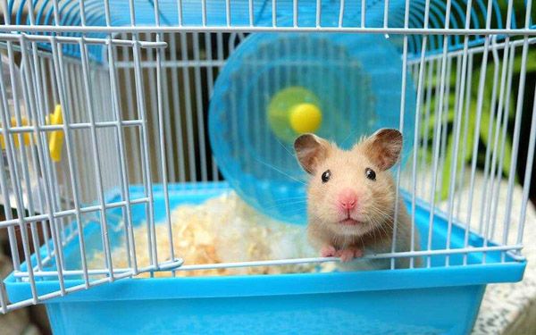 Lồng nuôi hamster nên được lau rửa thường xuyên để tránh các tác nhân gây bệnh