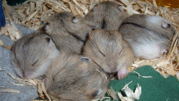 Chất lượng giấc ngủ vô cùng quan trọng đến tâm trạng và sức khỏe của hamster