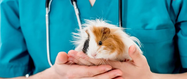 Phải nhờ đến bác sĩ thú y nếu tình trạng bệnh của hamster nghiêm trọng hơn