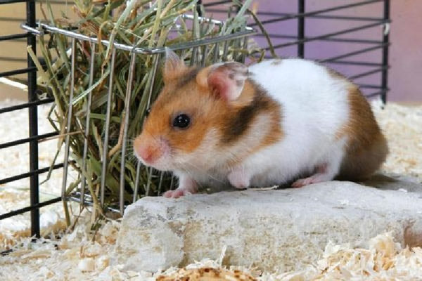 Hamster có thể tự vệ sinh cơ thể nhưng không thể tự lau dọn khu vực sống