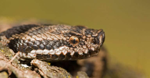 Rắn Asp - Loài rắn có nọc độc vô cùng nguy hiểm