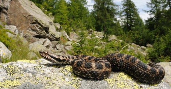 Rắn Asp - Loài rắn có nọc độc vô cùng nguy hiểm
