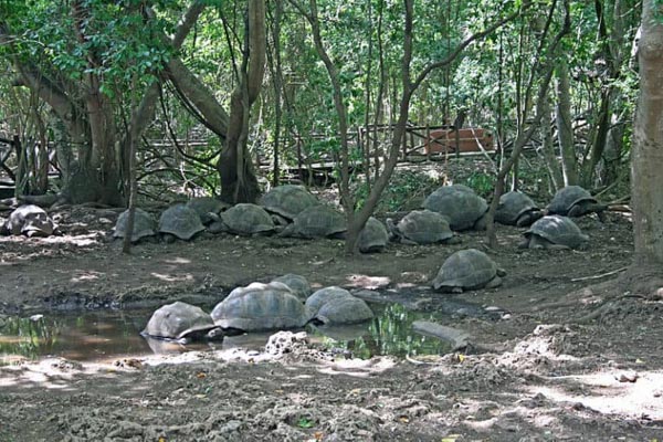 Những sự thật về Rùa khổng lồ Aldabra