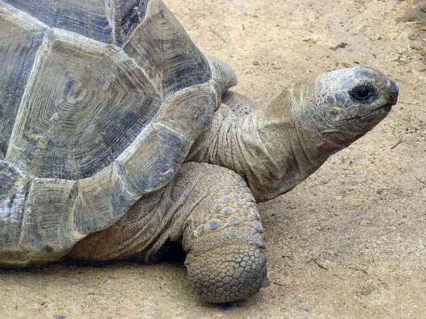 Những sự thật về Rùa khổng lồ Aldabra