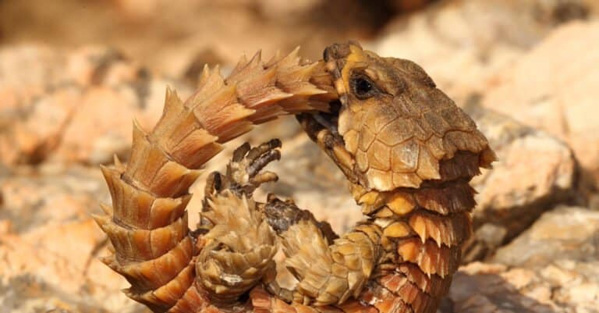 Armadillo lizards and interesting facts