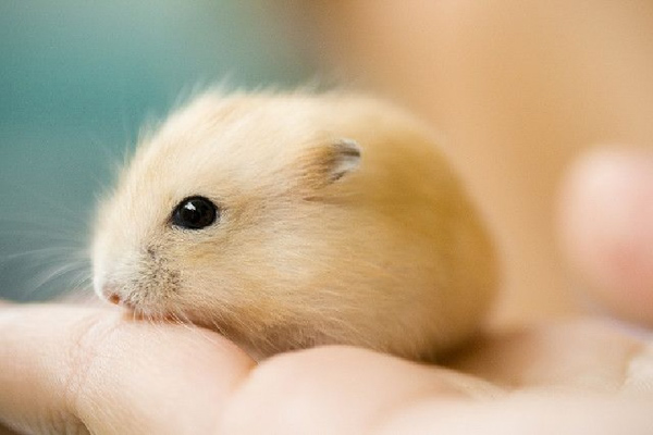 Hamster có ngoại hình nhỏ bé, xinh xắn và vô cùng đáng yêu