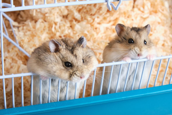 Thay đổi nhiệt độ liên tục hoặc đột ngột sẽ khiến hamster mắc phải nhiều bệnh lý
