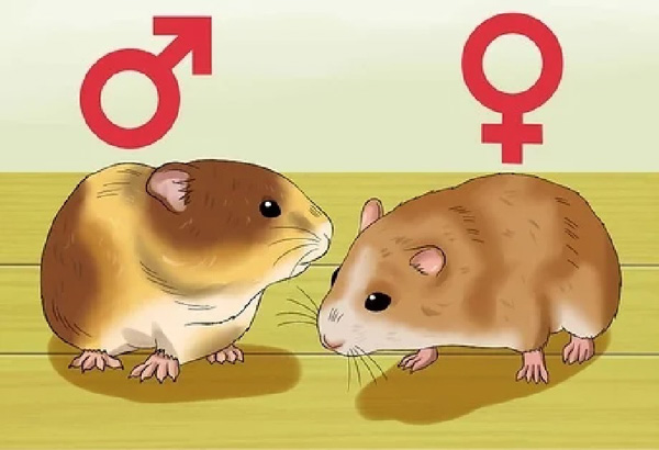 Phân biệt giới tính hamster đóng vai trò vô cùng quan trọng