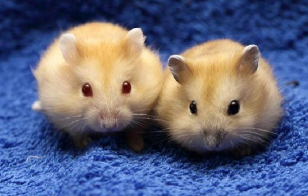 Cách phân biệt hamster đực và cái đơn giản và chính xác nhất