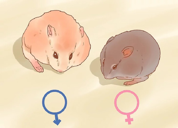Hamster đực thường sẽ có kích thước to hơn hẳn so với hamster cái cùng loài